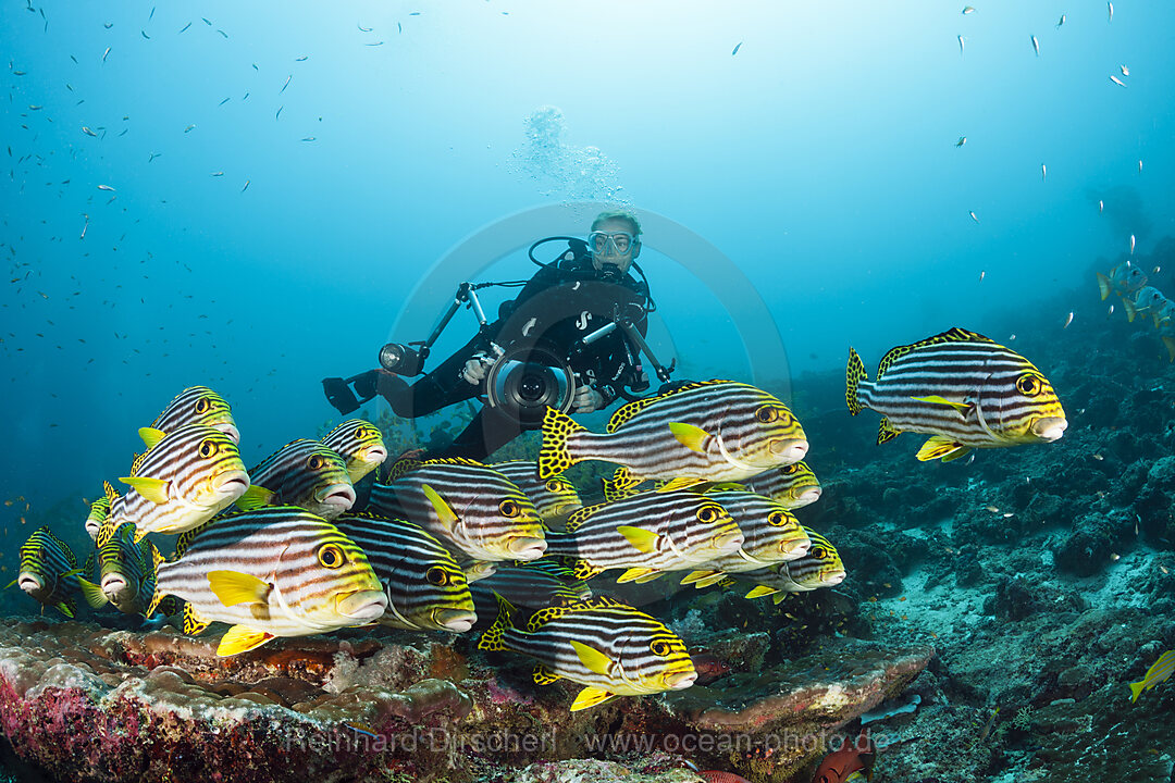 Taucher und Orientalische Suesslippen, Plectorhinchus vittatus, Nord Male Atoll, Malediven