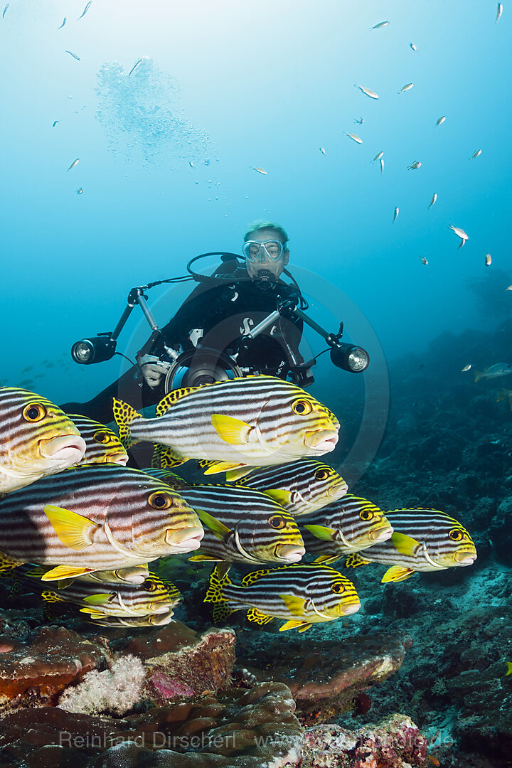 Taucher und Orientalische Suesslippen, Plectorhinchus vittatus, Nord Male Atoll, Malediven