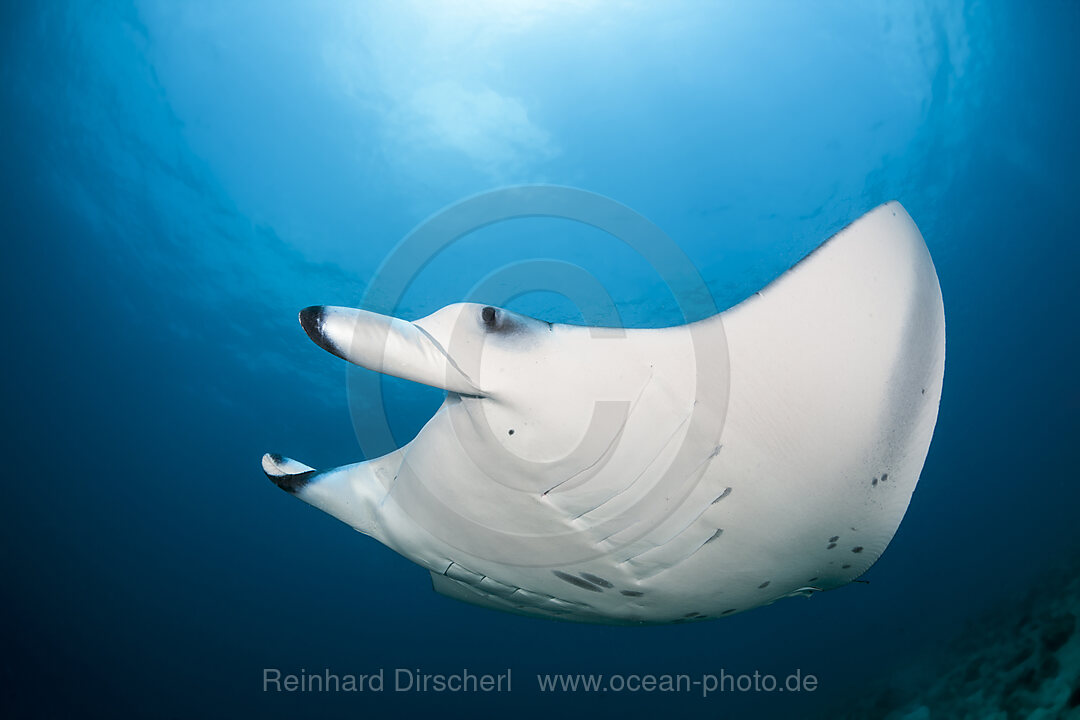 Riff-Manta, Manta alfredi, Nord Ari Atoll, Indischer Ozean, Malediven