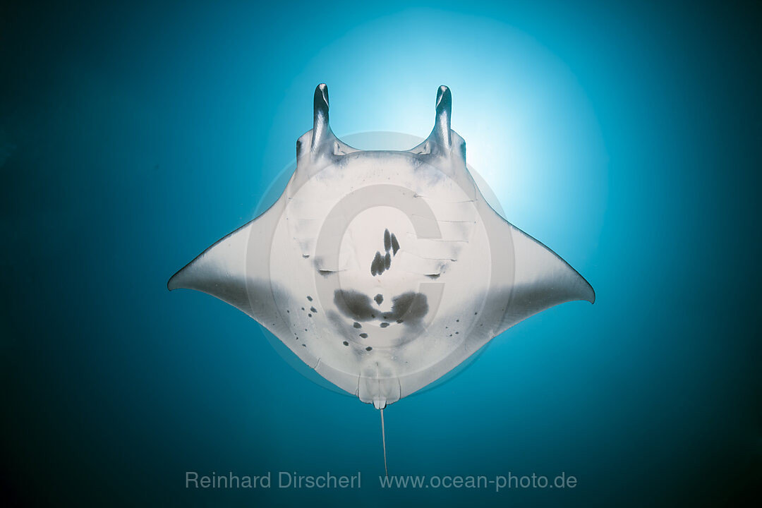 Riff-Manta, Manta alfredi, Nord Ari Atoll, Indischer Ozean, Malediven