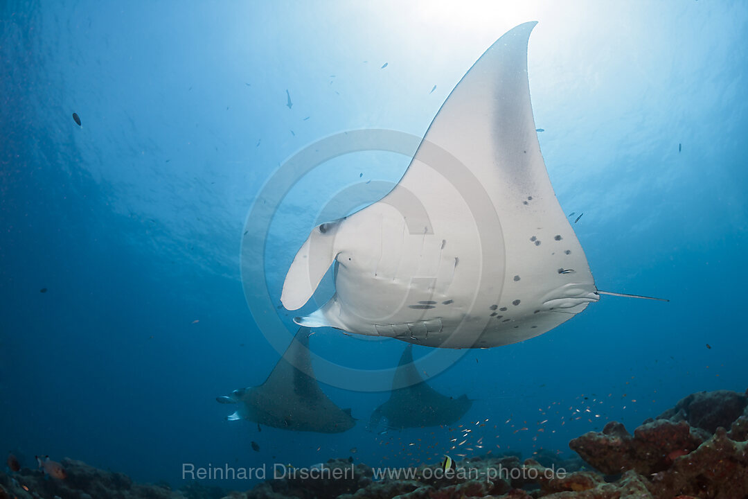 Riff-Manta, Manta alfredi, Nord Ari Atoll, Indischer Ozean, Malediven