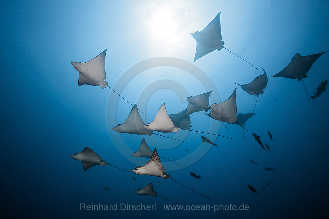 Group of Spotted Eagle Rays, Aetobatus narinari, Felidhu Atoll, Indian Ocean, Maldives