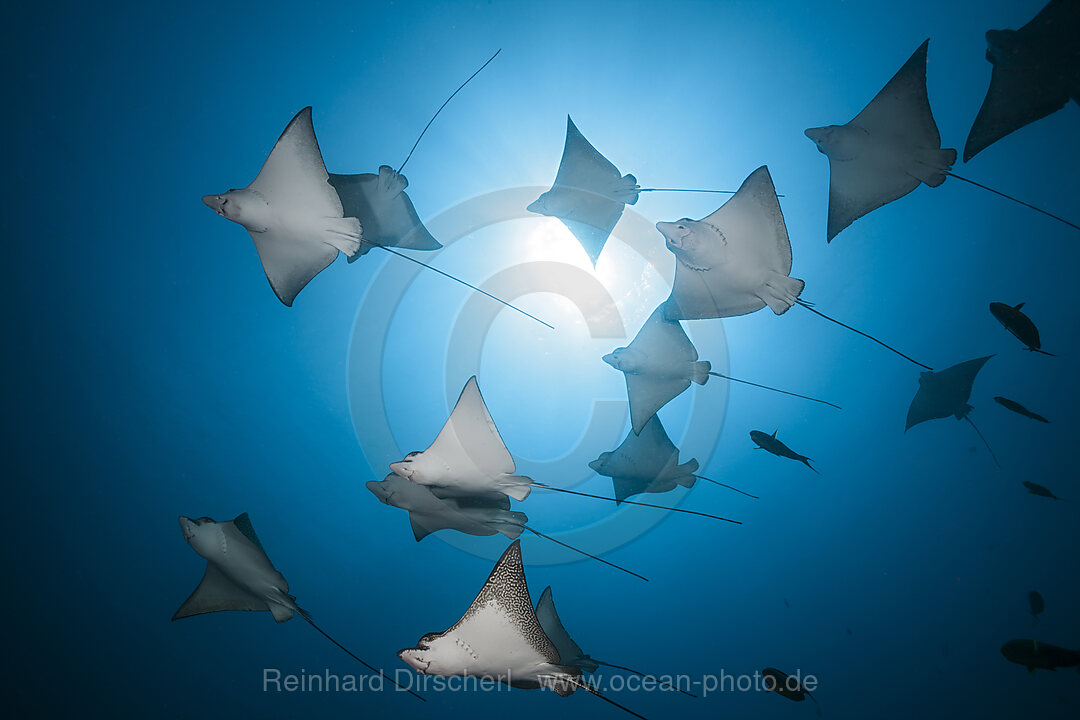 Group of Spotted Eagle Rays, Aetobatus narinari, Felidhu Atoll, Indian Ocean, Maldives
