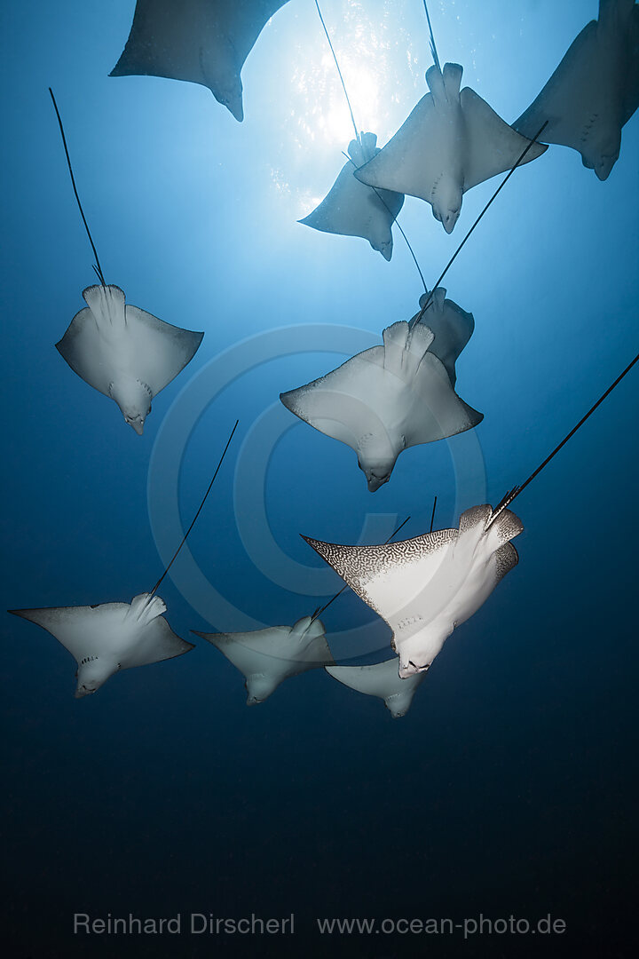 Group of Spotted Eagle Rays, Aetobatus narinari, Felidhu Atoll, Indian Ocean, Maldives