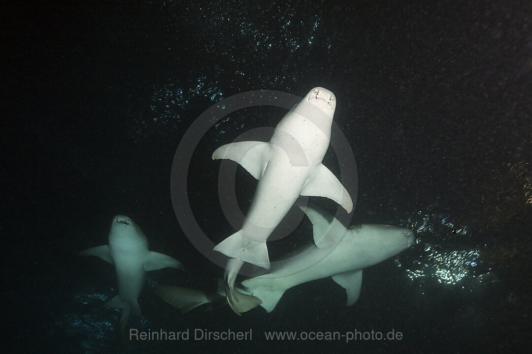 Ammenhai in der Nacht, Nebrius ferrugineus, Felidhu Atoll, Indischer Ozean, Malediven