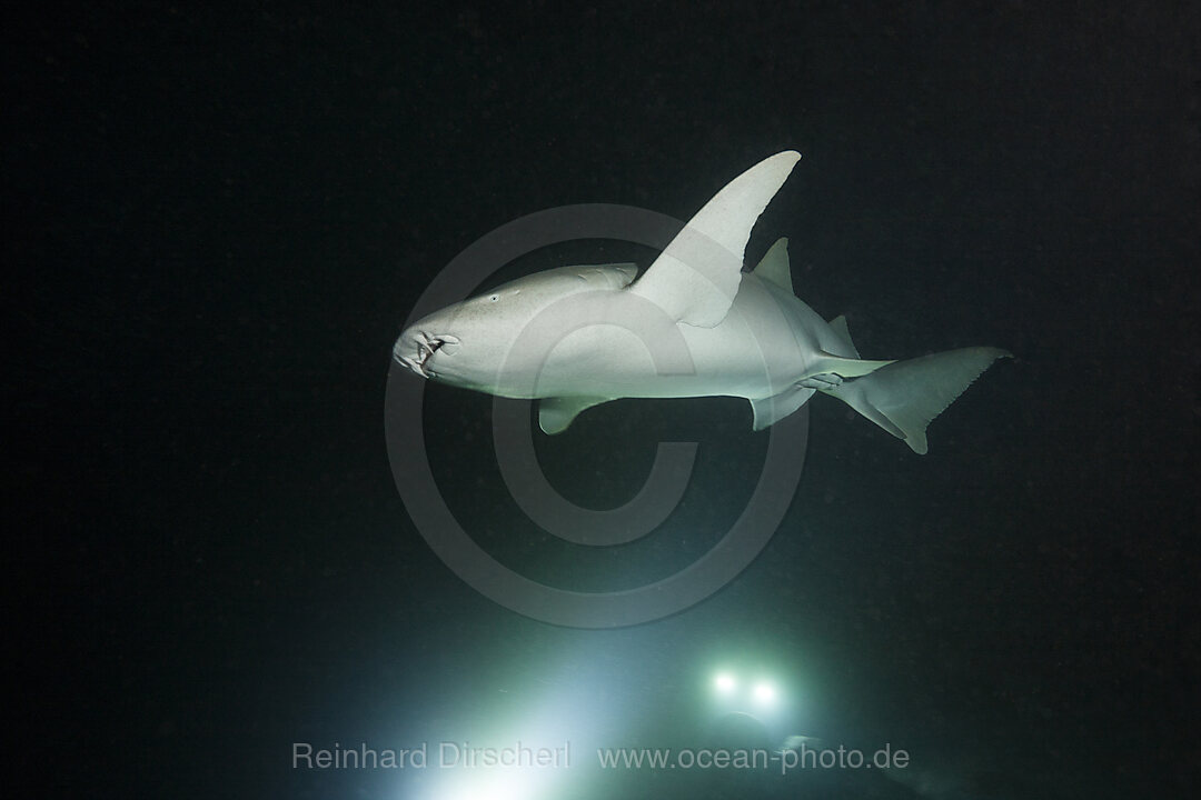 Nurse Shark at Night, Nebrius ferrugineus, Felidhu Atoll, Indian Ocean, Maldives