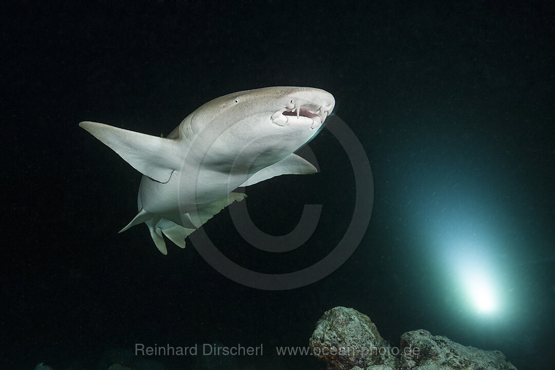 Ammenhai in der Nacht, Nebrius ferrugineus, Felidhu Atoll, Indischer Ozean, Malediven