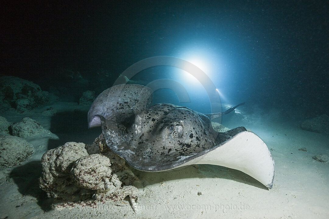 Schwarzflecken-Stechrochen, Taeniura meyeni, Felidhu Atoll, Indischer Ozean, Malediven