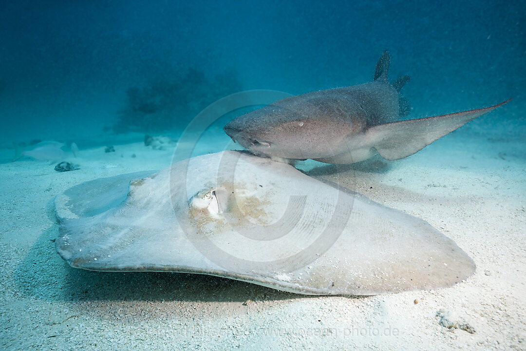 Pink Whipray and Nurse shark, Pateobatis fai, Nebrius ferrugineus, North Male Atoll, Indian Ocean, Maldives