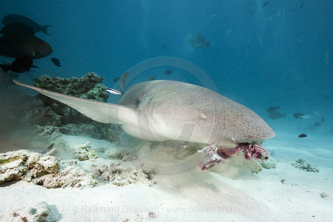 Nurse Shark, Nebrius ferrugineus, Felidhu Atoll, Indian Ocean, Maldives