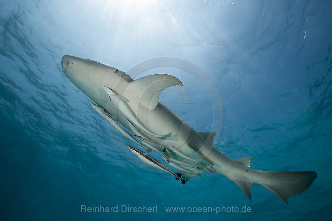 Ammenhai, Nebrius ferrugineus, Felidhu Atoll, Indischer Ozean, Malediven