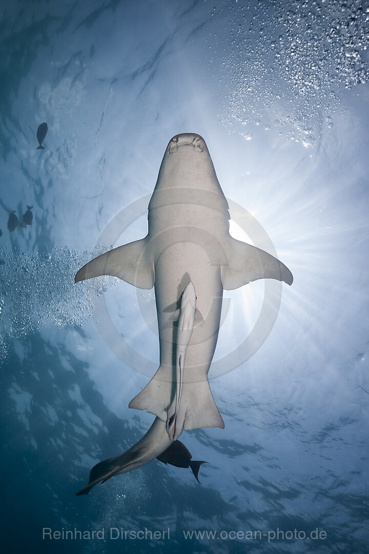 Nurse Shark, Nebrius ferrugineus, Felidhu Atoll, Indian Ocean, Maldives
