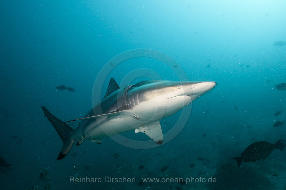 Ozeanischer Schwarzspitzen-Hochseehai mit Verletzung, Carcharhinus Limbatus, Nord Male Atoll,
