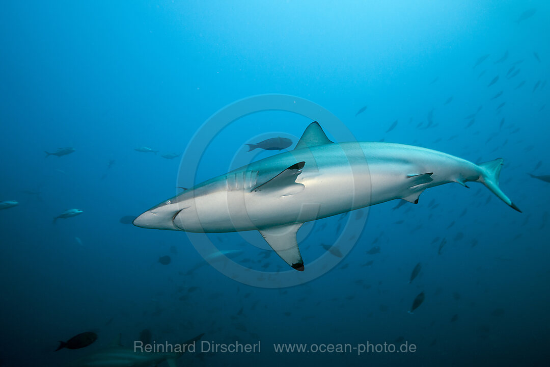 Blacktip Shark, Carcharhinus Limbatus,  North Male Atoll, Maldives