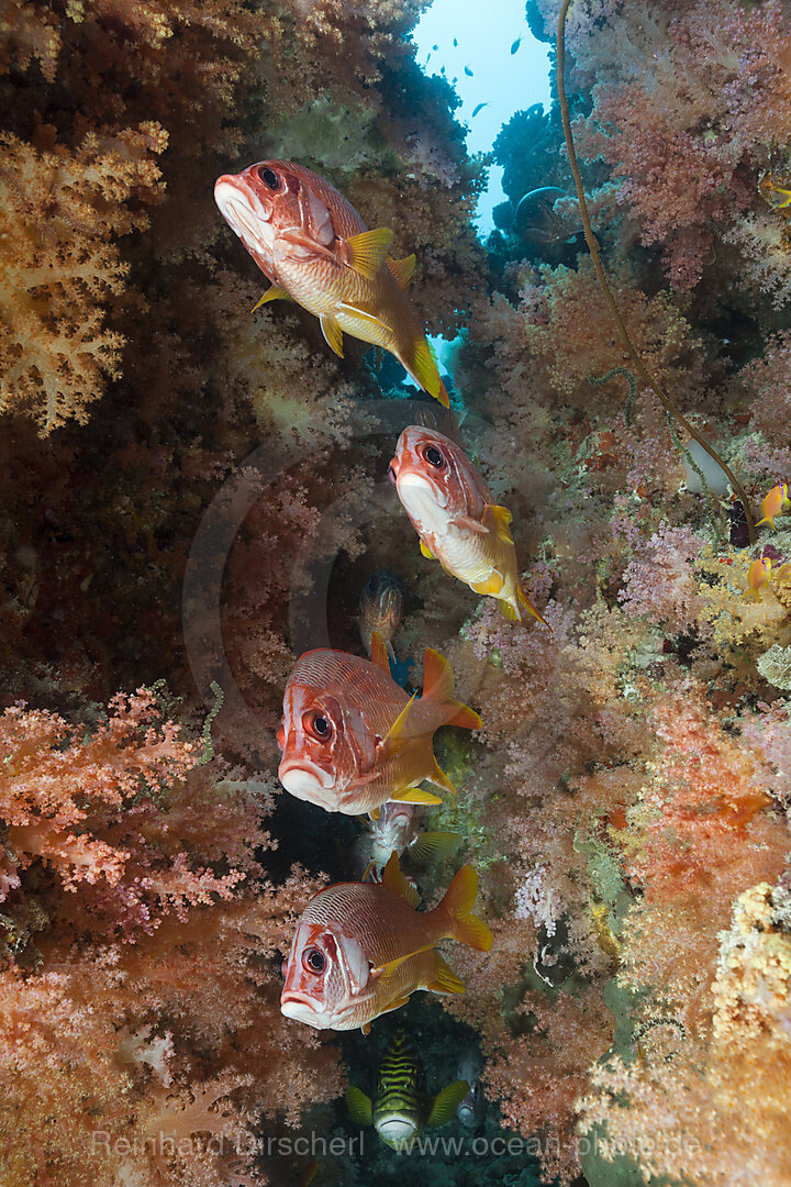 Grossdorn-Husarenfische, Sargocentron spiniferum, Felidhu Atoll, Indischer Ozean, Malediven