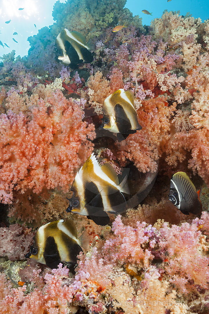 Brauner Wimpelfisch, Heniochus varius, Felidhu Atoll, Indischer Ozean, Malediven