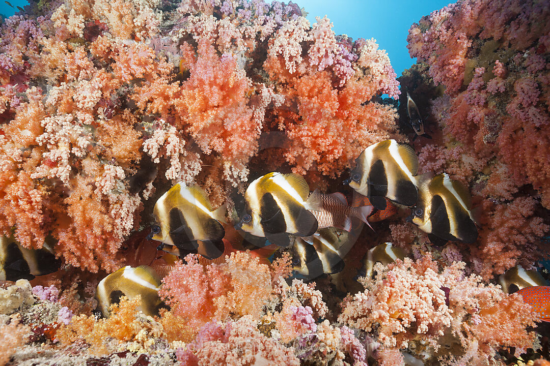 Brauner Wimpelfisch, Heniochus varius, Felidhu Atoll, Indischer Ozean, Malediven