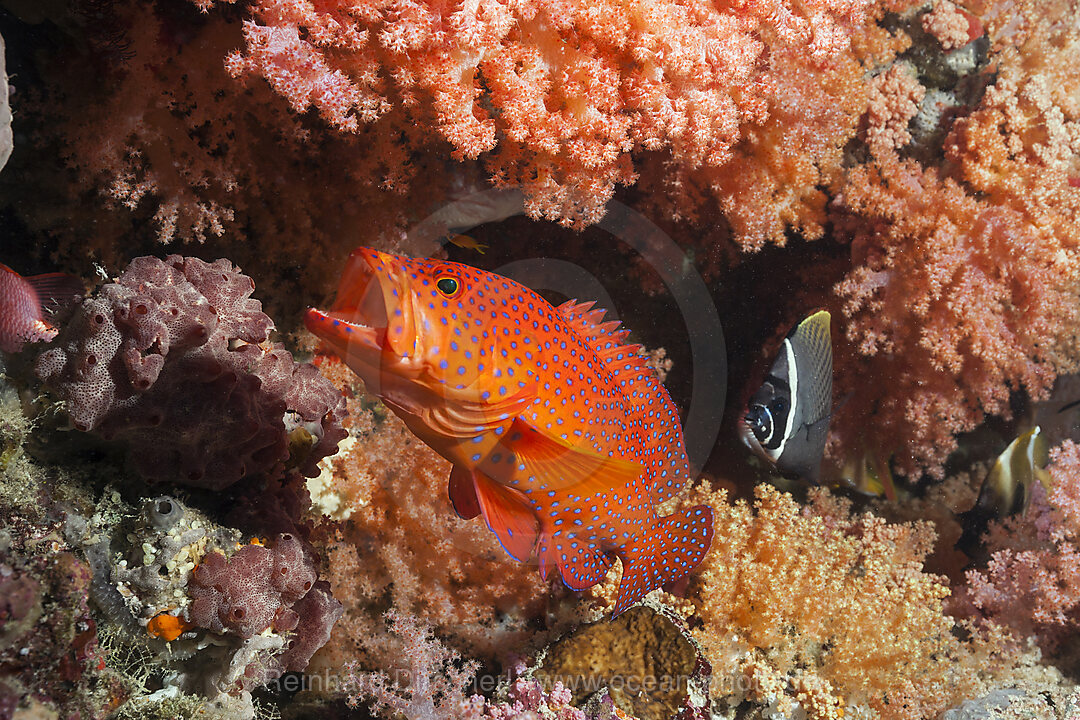 Coral Grouper, Cephalopholis miniata, North Male Atoll, Indian Ocean, Maldives