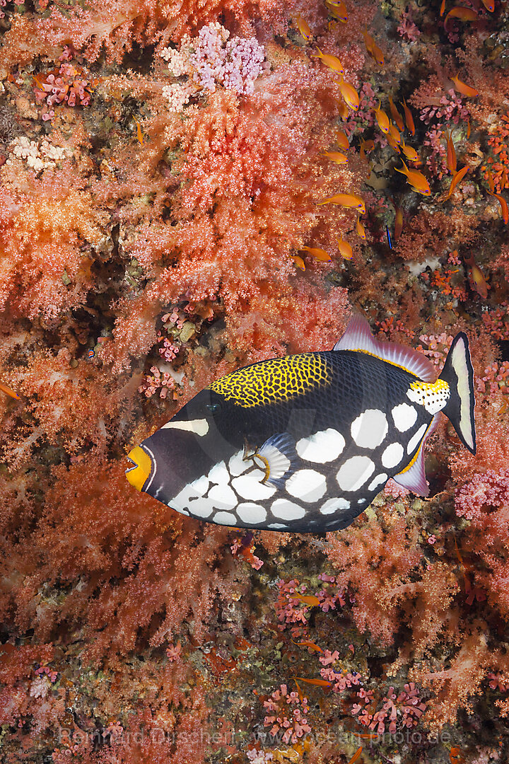 Clown Triggerfish, Balistoides conspicillum, Felidhu Atoll, Indian Ocean, Indonesia