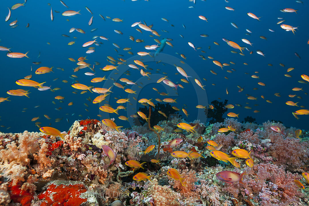 Buntes Korallenriff, Nord Male Atoll, Indischer Ozean, Malediven