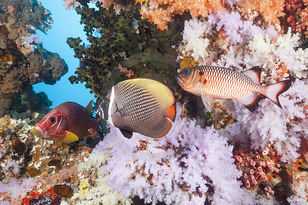 Colored Coral Reef, North Male Atoll, Indian Ocean, Maldives