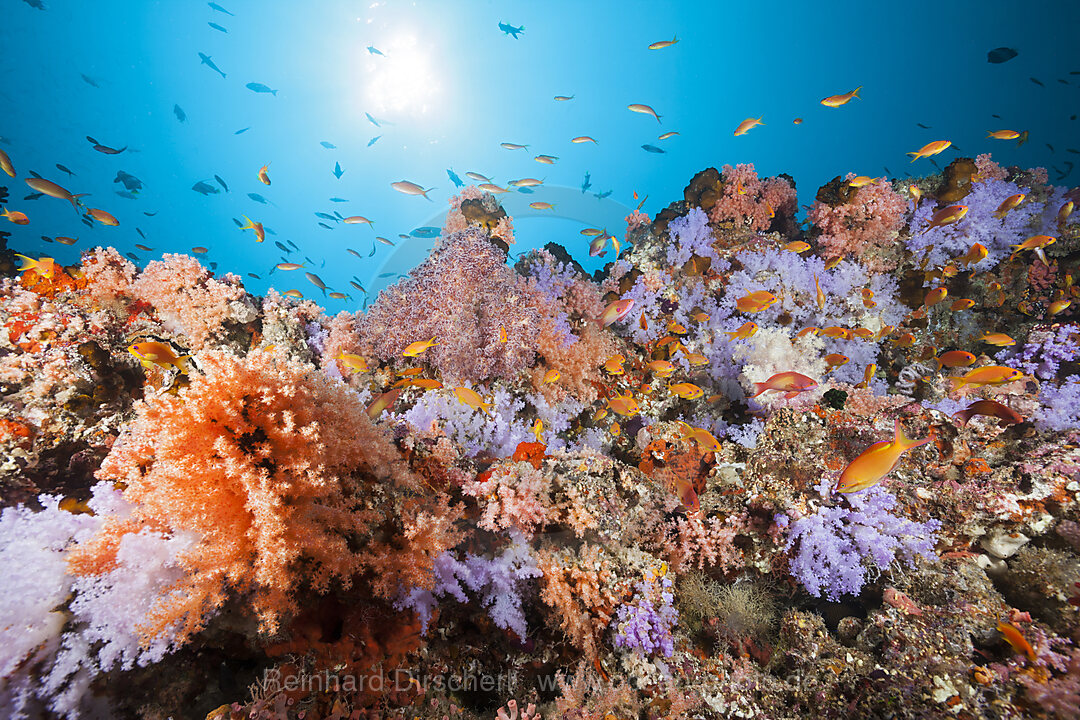 Buntes Korallenriff, Nord Male Atoll, Indischer Ozean, Malediven