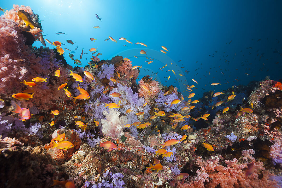 Buntes Korallenriff, Nord Male Atoll, Indischer Ozean, Malediven
