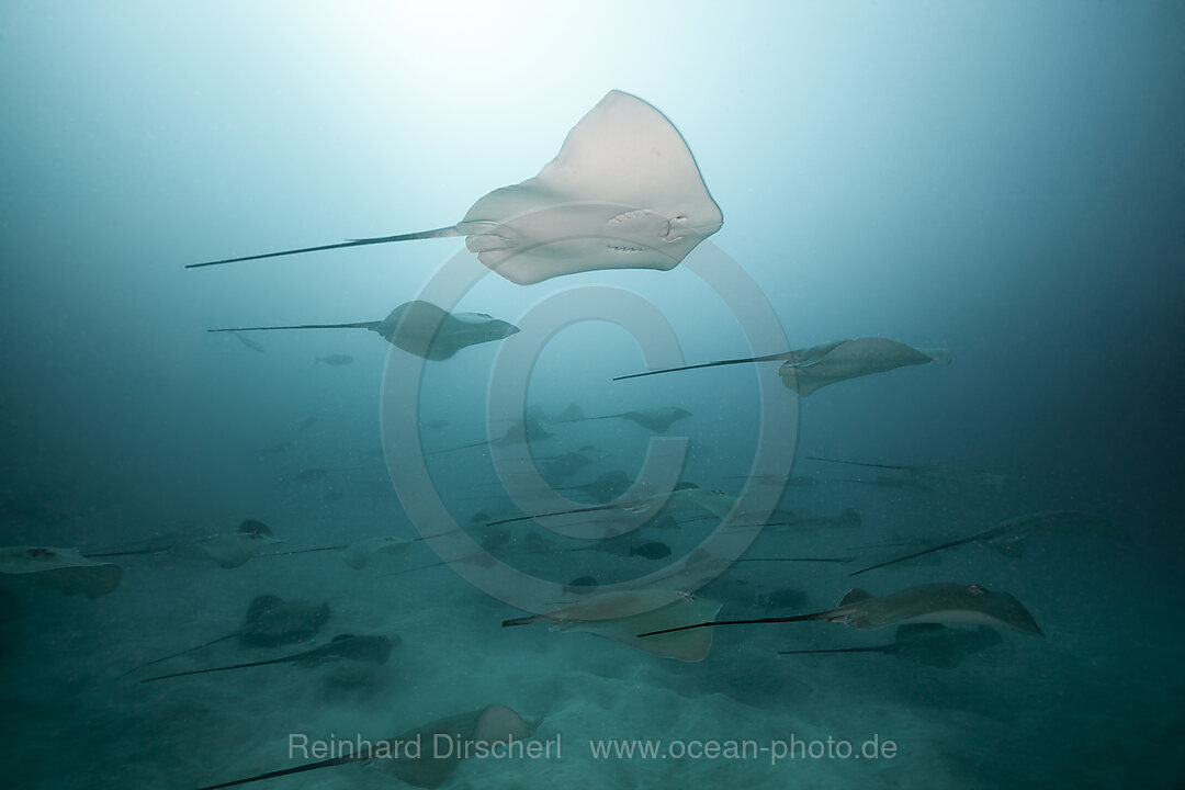 Pink Whipray, Pateobatis fai, North Male Atoll, Indian Ocean, Maldives