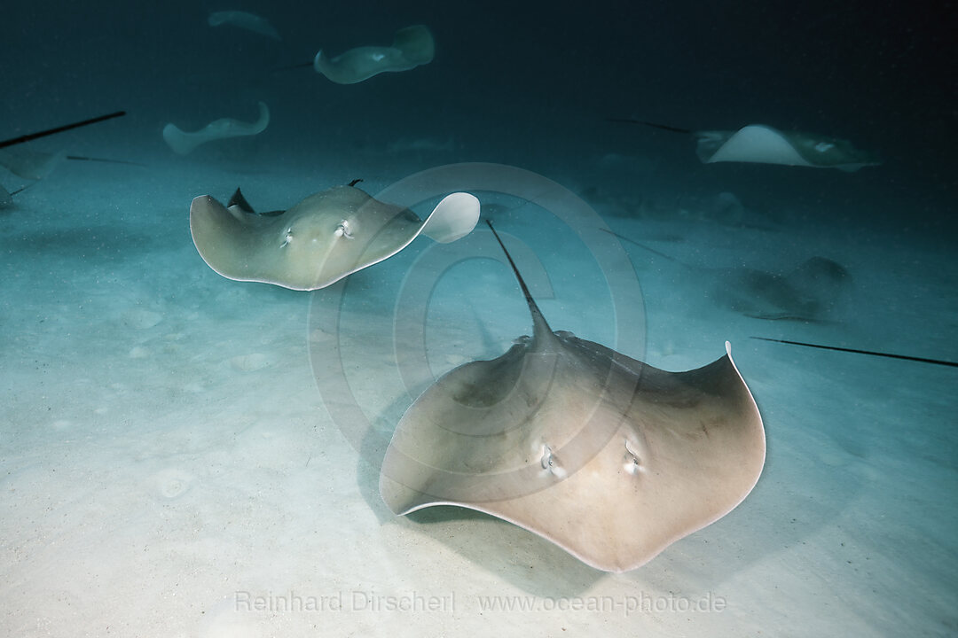 Lila Peitschenschwanz Rochen, Pateobatis fai, Nord Male Atoll, Indischer Ozean, Malediven