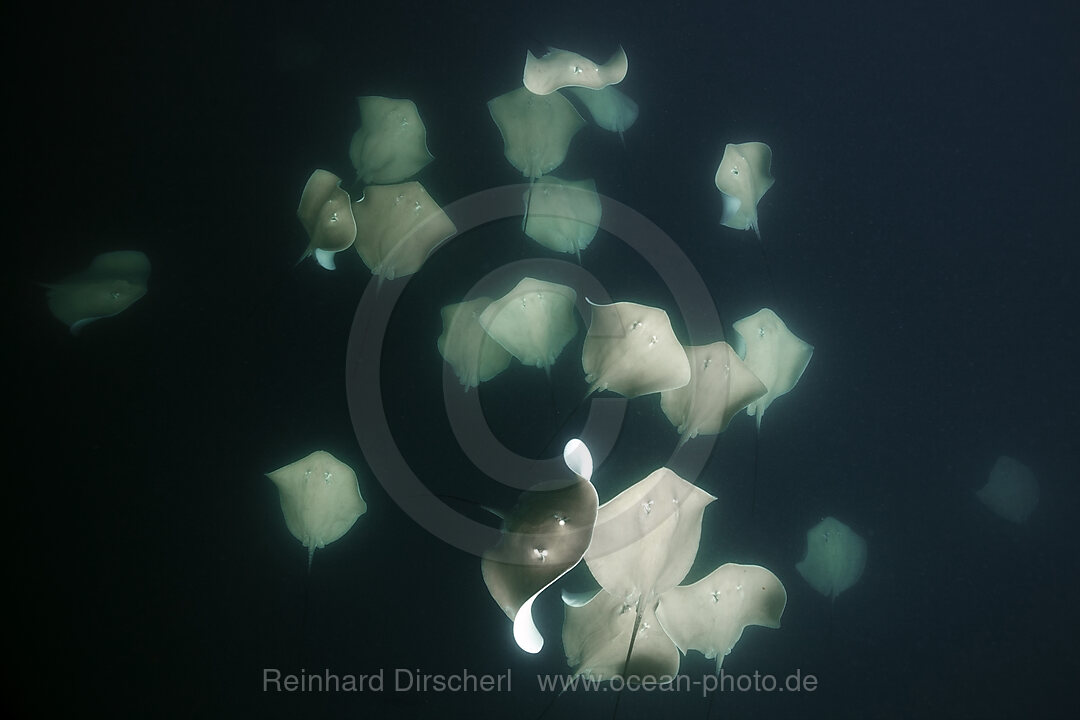 Lila Peitschenschwanz Rochen, Pateobatis fai, Nord Male Atoll, Indischer Ozean, Malediven