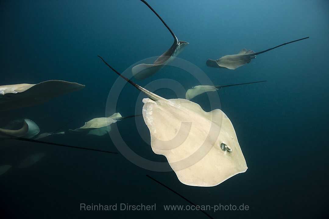 Lila Peitschenschwanz Rochen, Pateobatis fai, Nord Male Atoll, Indischer Ozean, Malediven