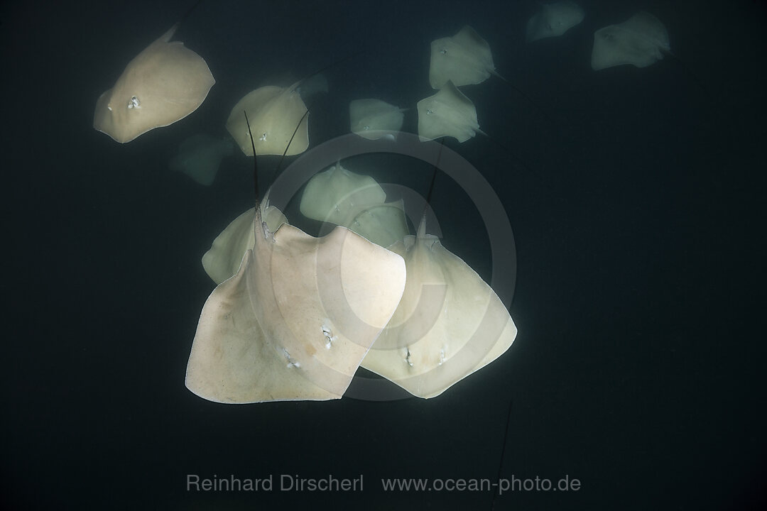 Lila Peitschenschwanz Rochen, Pateobatis fai, Nord Male Atoll, Indischer Ozean, Malediven