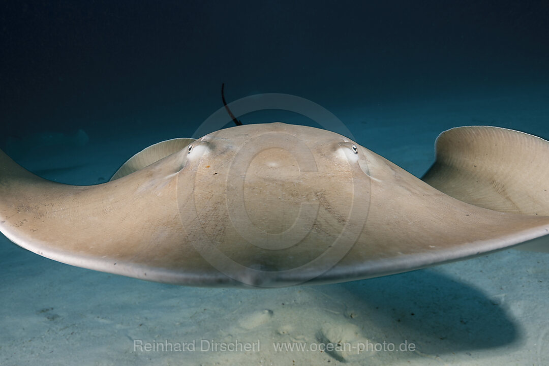 Lila Peitschenschwanz Rochen, Pateobatis fai, Nord Male Atoll, Indischer Ozean, Malediven
