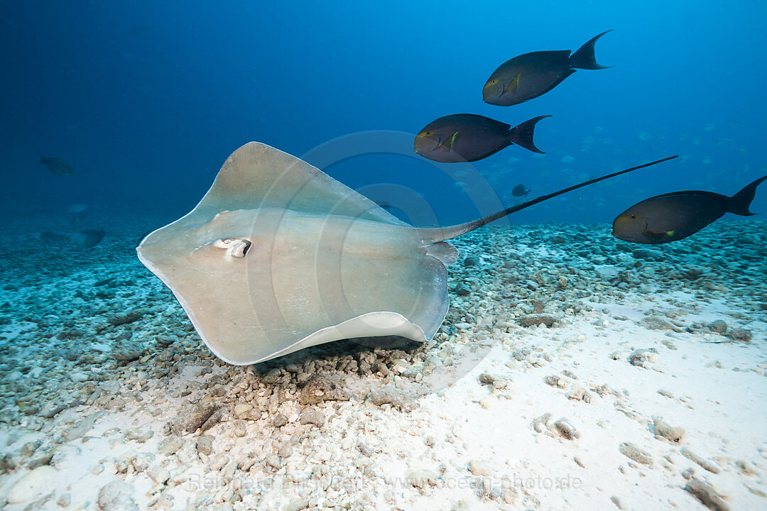 Lila Peitschenschwanz Rochen, Pateobatis fai, Nord Male Atoll, Indischer Ozean, Malediven