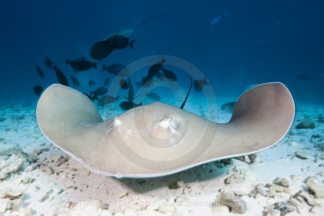 Lila Peitschenschwanz Rochen, Pateobatis fai, Nord Male Atoll, Indischer Ozean, Malediven