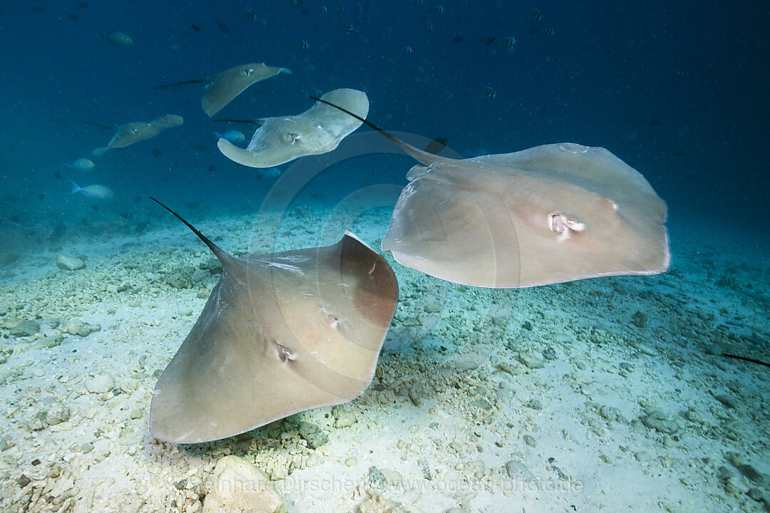 Lila Peitschenschwanz Rochen, Pateobatis fai, Nord Male Atoll, Indischer Ozean, Malediven