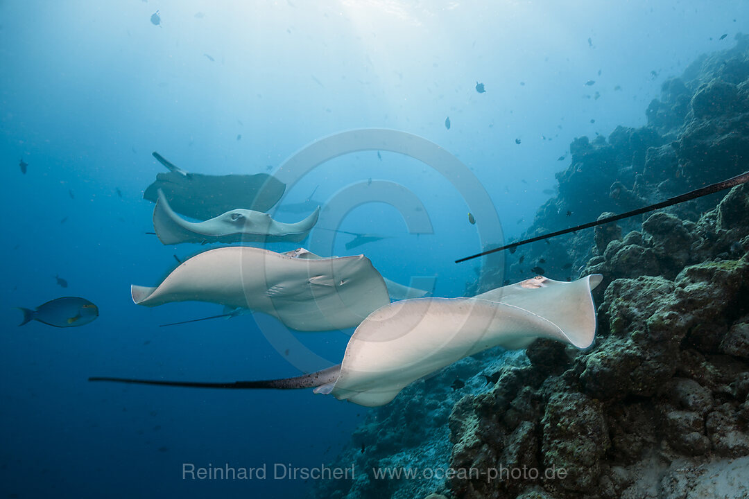 Lila Peitschenschwanz Rochen, Pateobatis fai, Nord Male Atoll, Indischer Ozean, Malediven