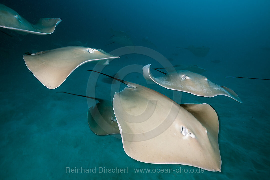 Lila Peitschenschwanz Rochen, Pateobatis fai, Nord Male Atoll, Indischer Ozean, Malediven