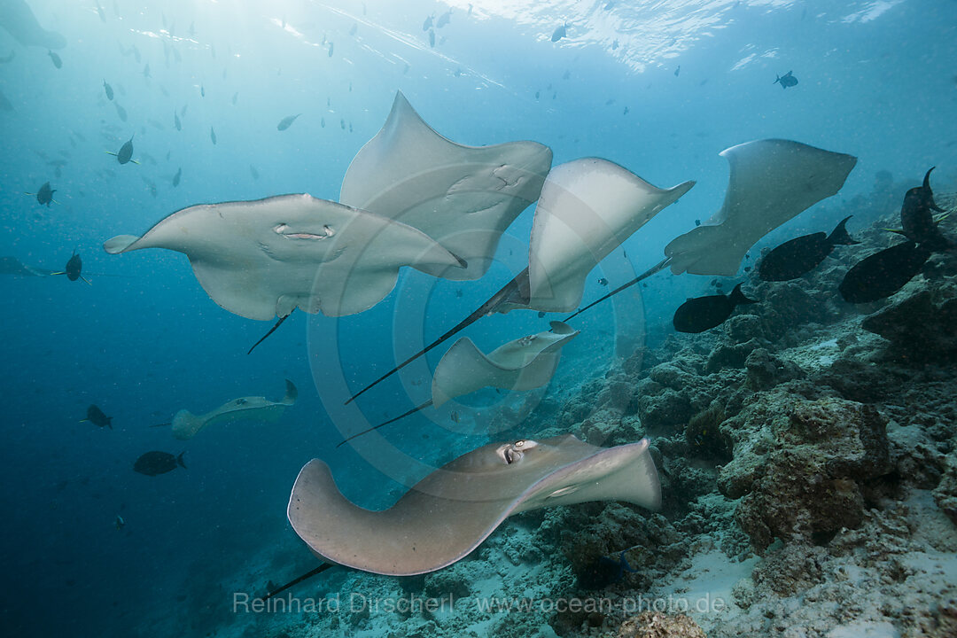 Lila Peitschenschwanz Rochen, Pateobatis fai, Nord Male Atoll, Indischer Ozean, Malediven