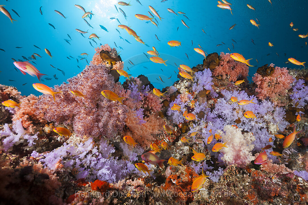 Buntes Korallenriff, Nord Male Atoll, Indischer Ozean, Malediven