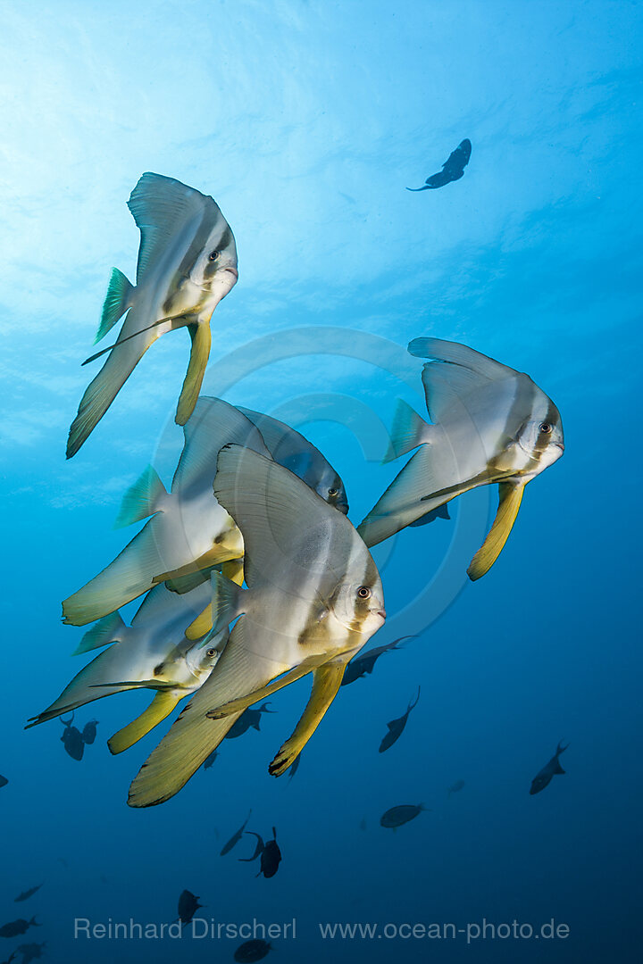 Schwarm Langflossen-Fledermausfische, Platax teira, Ari Atoll, Indischer Ozean, Malediven