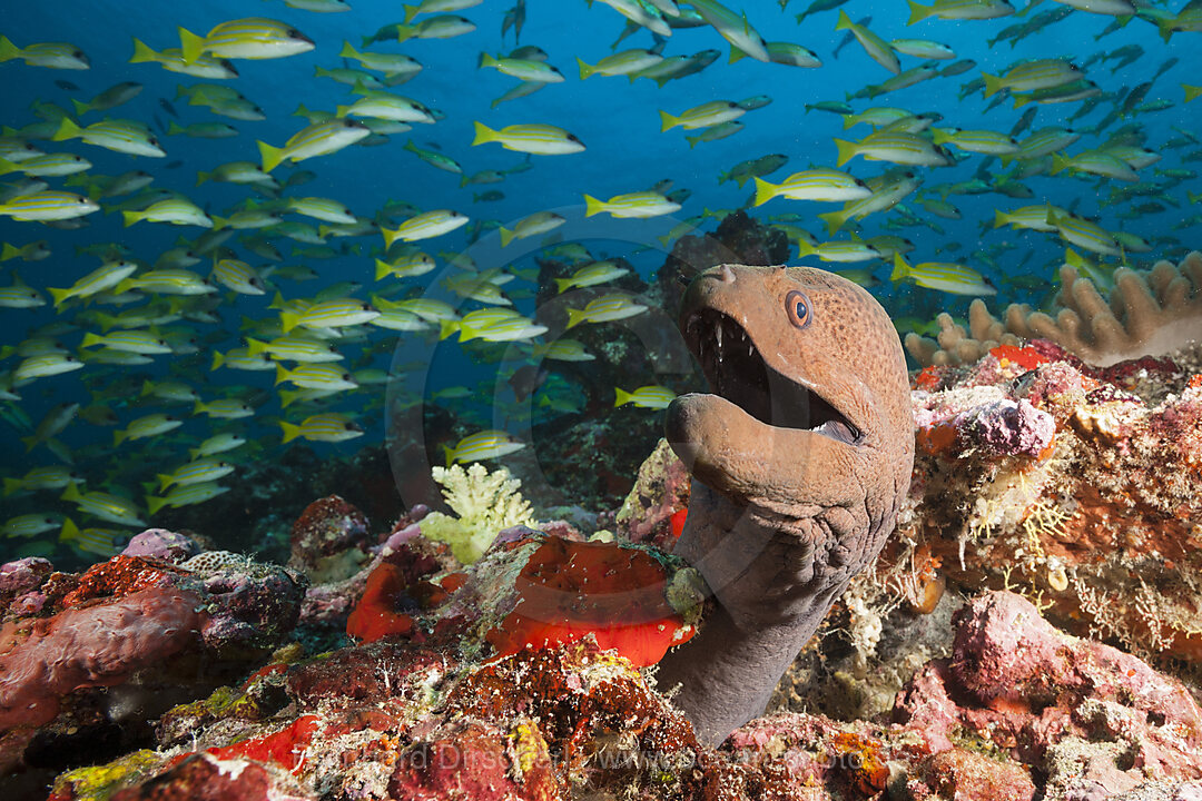 Giant Moray, Gymnothorax javanicus, Ari Atoll, Indian Ocean, Maldives