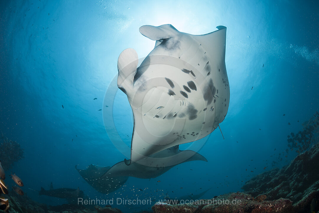 Riff-Manta, Manta alfredi, Nord Ari Atoll, Indischer Ozean, Malediven