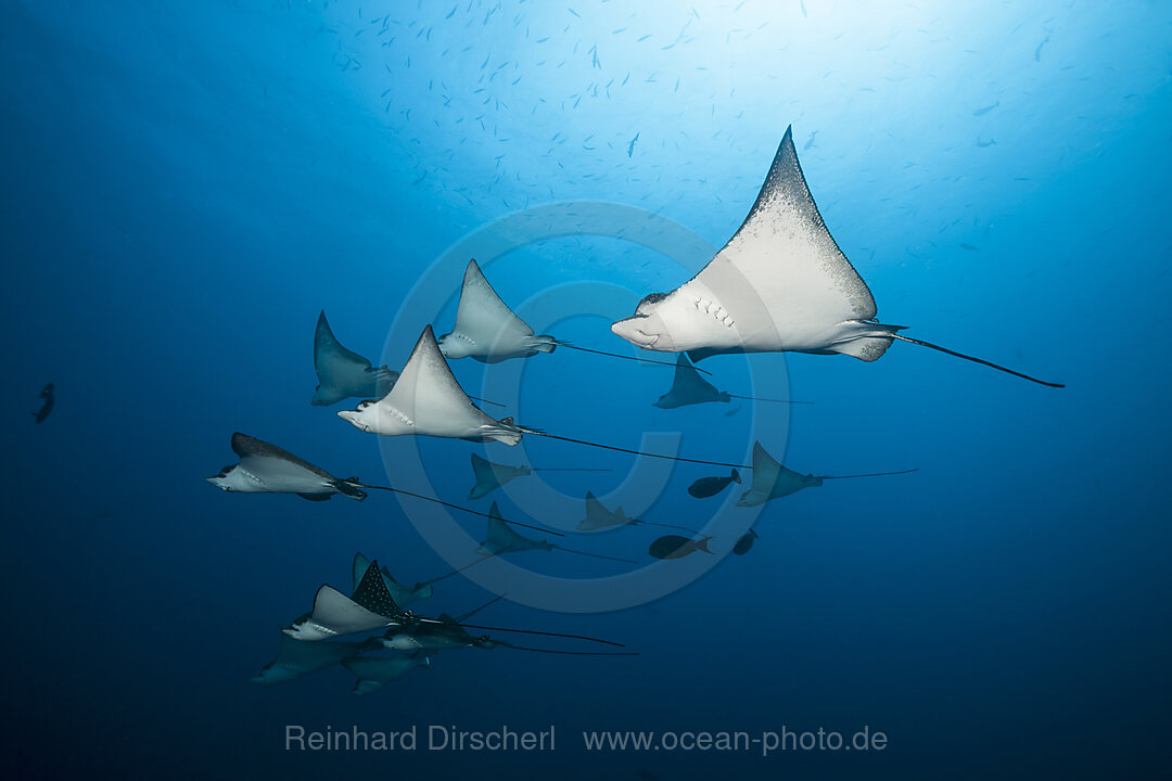 Gruppe Adlerrochen, Aetobatus narinari, Felidhu Atoll, Indischer Ozean, Malediven