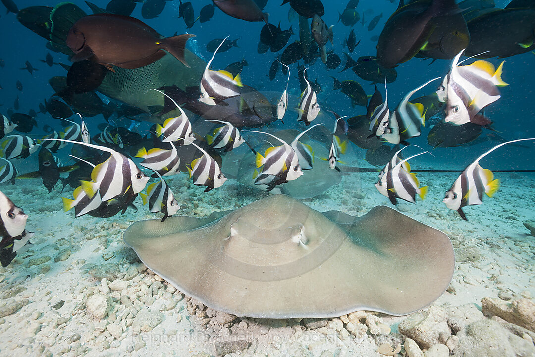 Lila Peitschenschwanz Rochen, Pateobatis fai, Nord Male Atoll, Indischer Ozean, Malediven