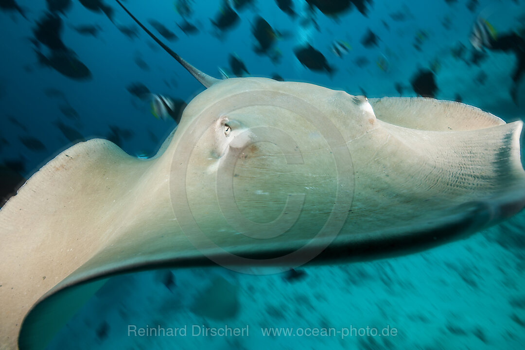 Lila Peitschenschwanz Rochen, Pateobatis fai, Nord Male Atoll, Indischer Ozean, Malediven
