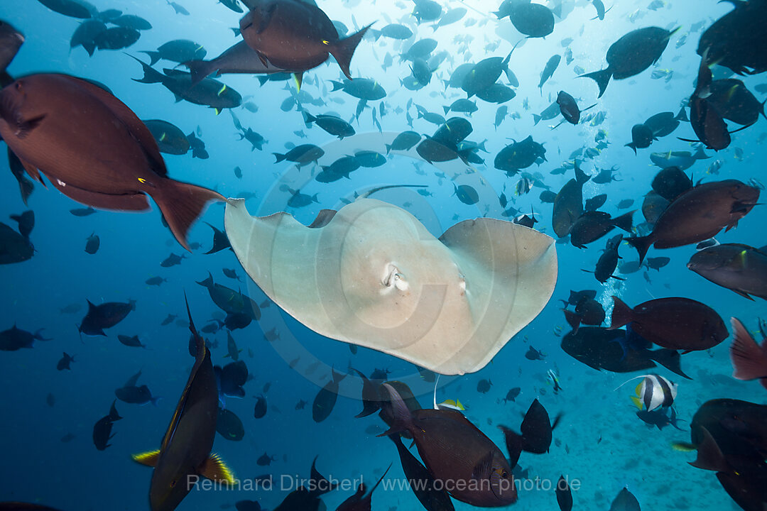 Lila Peitschenschwanz Rochen, Pateobatis fai, Nord Male Atoll, Indischer Ozean, Malediven