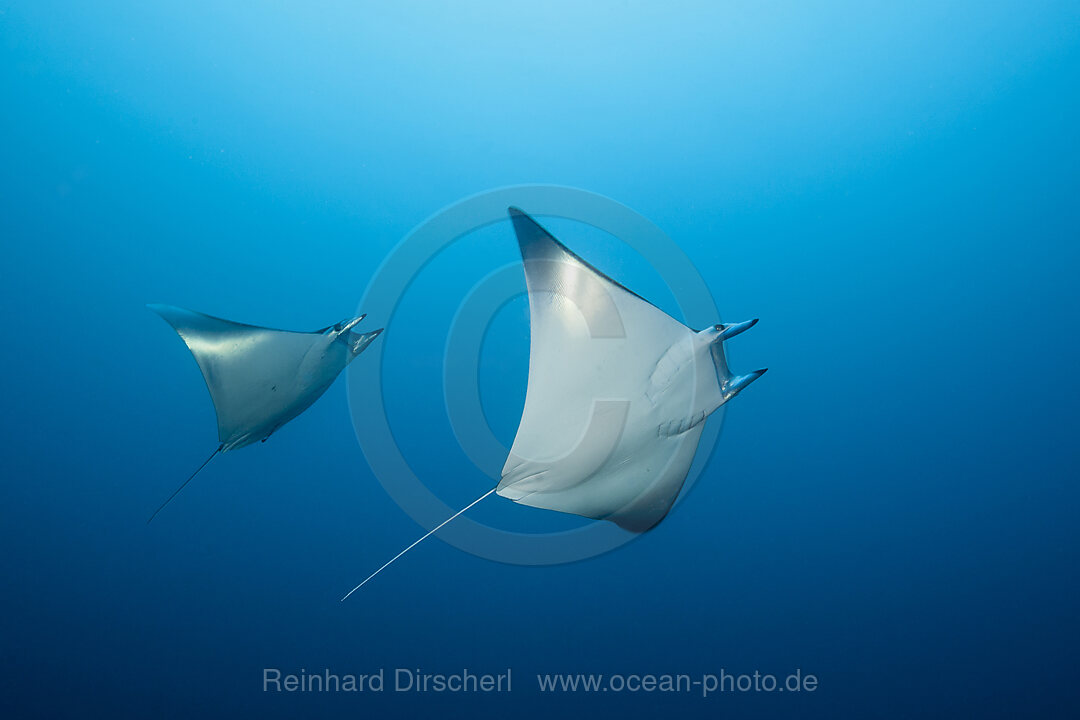 Zwerg-Teufelsrochen, Mobula eregoodootenkee, Forgotten Islands, Indonesien