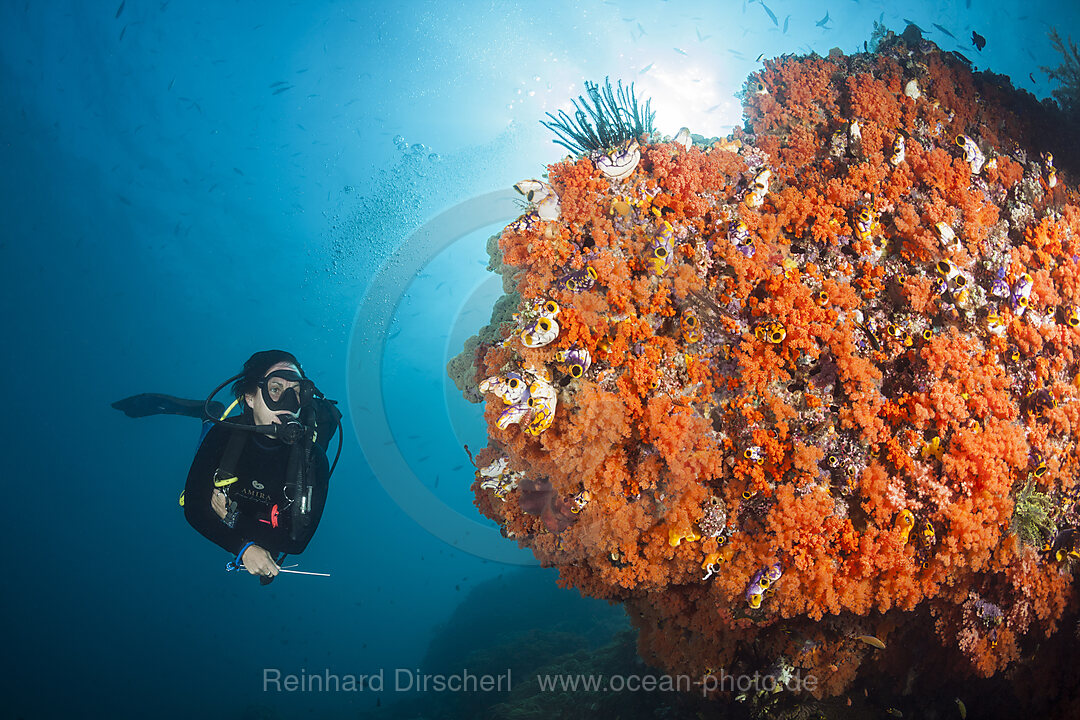 Scuba Diver and Coral Reef, Forgotten Islands, Indonesia