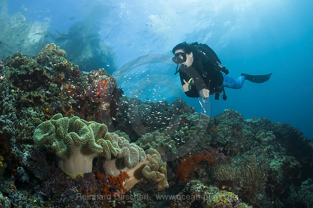 Taucher und Korallenriff, Forgotten Islands, Indonesien